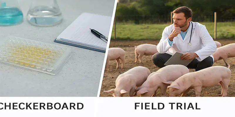 Streptomycin mechanism in bacterial cell Streptomycin mechanism in bacterial cell